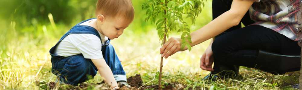 arbre naissance bébé à planter